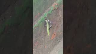 Hornet Eating Inch Worm Live [upl. by Hathaway]