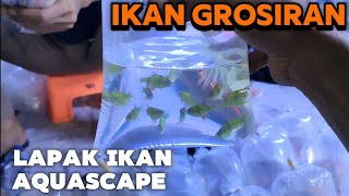 LAPAK IKAN AQUASCAPE PALING MURAH‼️ PASAR JATINEGARA [upl. by Ahcsap486]