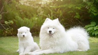 How to Manage a Samoyeds Barking Tendency [upl. by Ayotaj]