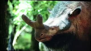 life on our planet megacerops [upl. by Anujra]