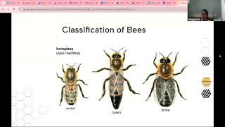 How to start Beekeeping Bees and their byproducts  By Jasleen Kaur Gujral [upl. by Soule]