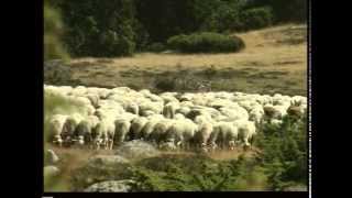 transhumance ovine [upl. by Eelame152]