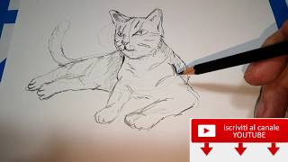 Come disegnare un gatto tutorial [upl. by Jem258]