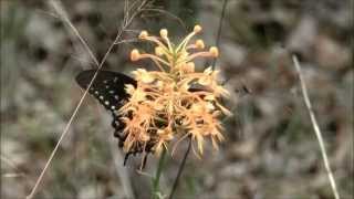 Spicebush Swallowtail butterflies nectaring on Yellow Fringed Orchid [upl. by Nakashima865]