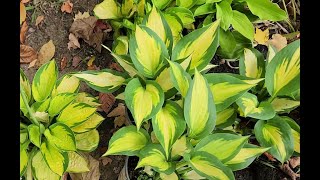 Aunt Susans Garden  Adding Budget Hostas to the Woodsedge Garden [upl. by Borroff]