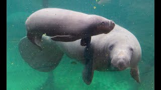 Zeekoe geboren in Burgers Zoo [upl. by Ignacia]