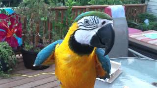 My blue amp gold Macaw [upl. by Nirag727]