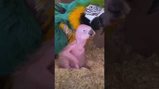 Mummy bolne wala tota ❤️🦜 parrot alexparrot parrotlover alexanderparrot funny talkingparro bi [upl. by Navarro]