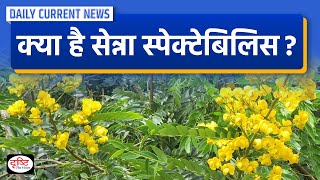 Senna Spectabilis  Daily Current News  Drishti IAS [upl. by Charleen]