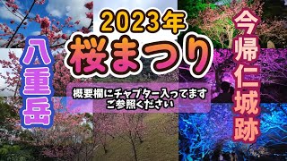 『 沖縄 の 桜 まつり 2023 』 八重岳 桜の森公園 今帰仁 桜まつり 概要欄にチャプター入ってます。青い数字をクリック・タップするとその場所を自動再生します。 [upl. by Sinned]