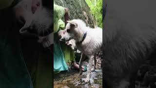 ഈ സ്നേഹം കാണാതെ പോകല്ലേ 🐕‍🦺dog lover 😍dog malayalam channel video pets doglover youtube [upl. by Xylina]