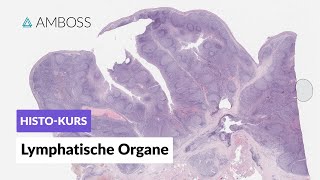 Histologie Lymphatische Organe Lymphknoten Milz Tonsillen GALT Thymus  AMBOSS Video [upl. by Ginny]