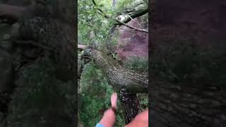 Live Oak Transfer treeclimbing swampyogi [upl. by Rihsab]