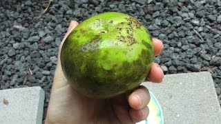 The White Sapote Fruit and Tree  Casimiroa edulis  Video [upl. by Lrac]