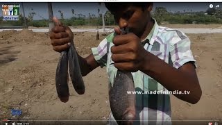 FISH FRY MAKING WITH LESS OIL  HEALTHY VILLAGE FOODS  FISH TANDOORI street food [upl. by Aliuqehs]