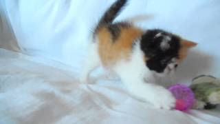 Exotic Shorthair Calico Female [upl. by Jaymie361]