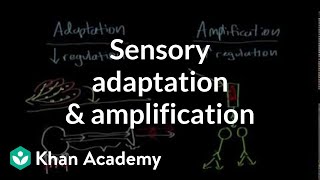 Sensory adaptation and amplification  Processing the Environment  MCAT  Khan Academy [upl. by Warde22]