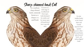 Sharp Shinned Hawk Call  Sharp Shinned Hawk Sounds  Chicken Hawk Call [upl. by Nele125]