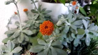 Blooming Senecio Fulgens Timelapse [upl. by Zeph]