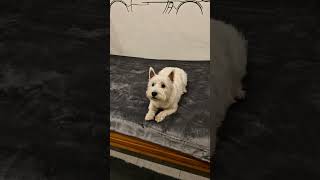 Лежит думает😂hund puppy pets собака doglife westie doglover щенок animals [upl. by Gauthier]