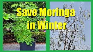 How To Save Moringa Tree In Winter How To Grow Moringa In Cold Climate [upl. by Yremrej]