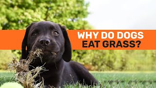 4 Reasons Why Dogs Eat Grass [upl. by Blessington]