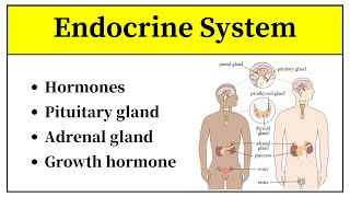 Endocrine System Anatomy And Physiology In Urdu  Types Of Hormones And Their Functions In Hindi [upl. by Nylirem470]