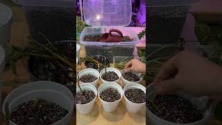 Propagating syngonium albo asmr plants diy [upl. by Scribner]