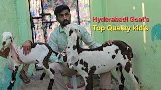 Zaffran Series Hyderabadi Breedline Goats Top Quality Collection kids Available [upl. by Einohpets291]