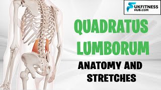 QL  Quadratus Lumborum Anatomy and Best Stretches For Tightness Soreness and Lower Back Pain [upl. by Natala]