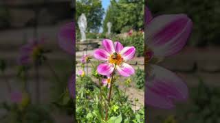 Midland’s Dahlia Hill still showing off beautiful flowers [upl. by Mcleroy]