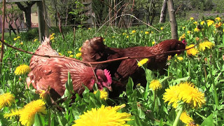 Uova in montagna  allevamento di galline ovaiole ruspanti [upl. by Aicileb]