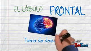 Funciones del lóbulo frontal [upl. by Ness]