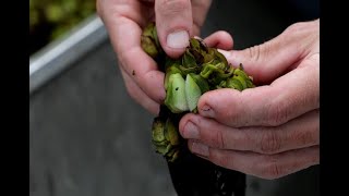 Dispersing the Giant Salvinia Weevil to Maximize Control Efforts [upl. by Nytsirk]