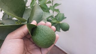 Limão 🍋 taiti  dicas de como plantar e cultivar [upl. by Nnylrebma889]