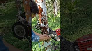 Easy Way To Climb A Tree 😮 Tree Climber Scooter [upl. by Bendick]