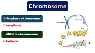 Cytogenetics revision part 1 دمحمود الحسيني [upl. by Carin]