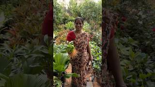 లక్కీ బ్యాంబు మొక్కలు garden gardenplants 2024 fruit తెలుగుతోట1 [upl. by Susi756]