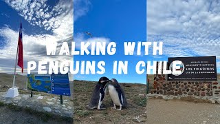 Walking with Penguins on Isla Magdalena  Chile [upl. by Elbring382]