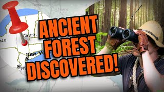 One of The Oldest Forest On Earth Found In The US [upl. by Sinnal957]