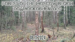 Прогулка в подмосковном лесу 21 от дер Орловка вдоль СНТ Космос3 до ПКЗИЖ Гвардейский 08112024 [upl. by Dolores]