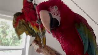 Macaw Daily Activities [upl. by Sakovich]