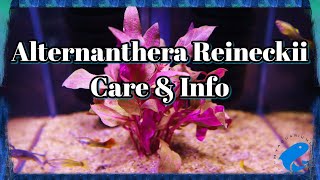 Alternanthera Reineckii Care amp Info Guide [upl. by Renaldo]