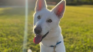 1yr old Tamaskan “Shiloh”  Port Saint Lucie Dog Trainers  Treasure Coast Dog Trainers [upl. by Krug]