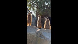 Calming Meerkat Monday Moment [upl. by Leinadnhoj]