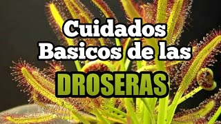 ✅Cuidados básicos de las Droseras Plantas carnívoras [upl. by Strage867]