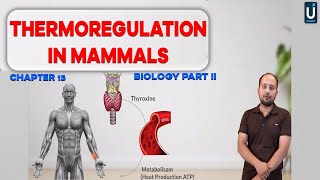 Thermoregulation in Mammals  Homeostasis  12th Biology  Chapter 15  Inter Part 2  Ucademy [upl. by Phaih]