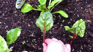 Dealing with leafminer damage organic pest control [upl. by Eniawd]