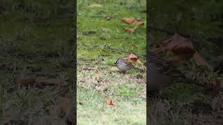 428 white crowned sparrow [upl. by Oruntha873]