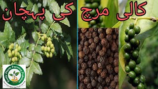 Black pepper plant black pepper growing black pepper plant how to grow black pepper plant [upl. by Nylirehs]